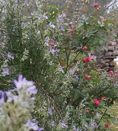 Vecchia Oliva,kuljica