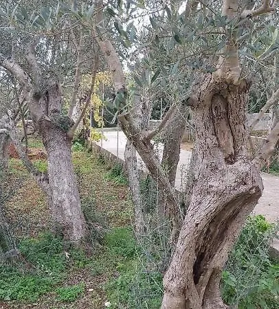 Vecchia Oliva,kuljica Holiday home *