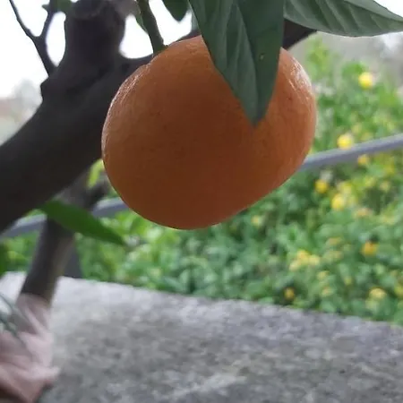 Vecchia Oliva,kuljica